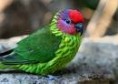 /album/lori%20fialovolici%20-%20goldie%c2%b4s%20lorikeet/lori-fialovolici-2-jpg/